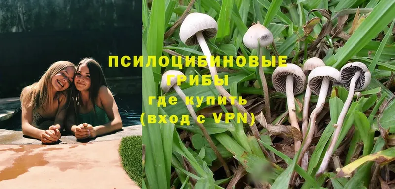 магазин    Шахты  ссылка на мегу   Галлюциногенные грибы Psilocybine cubensis 